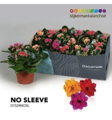 KALANCHOE BLOSS. MIX MACETA 15CM