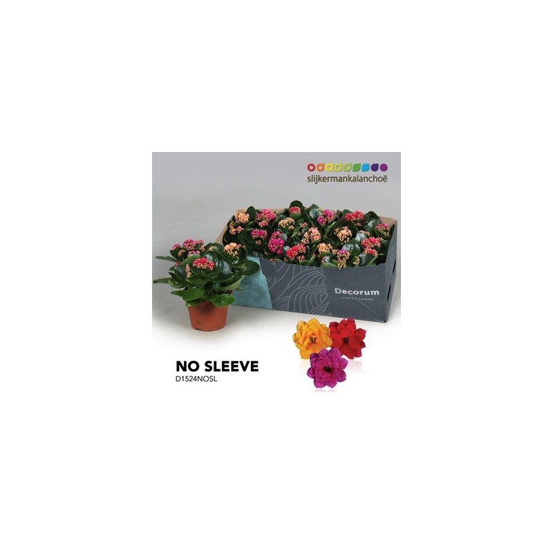 KALANCHOE BLOSS. MIX MACETA 15CM