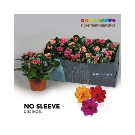 KALANCHOE BLOSS. MIX MACETA 15CM