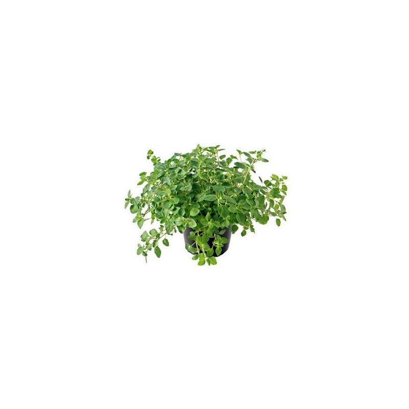 OREGANO ECOLOGICO MACETA 11CM