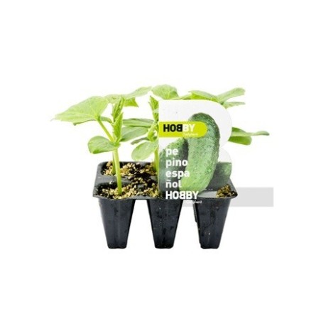 PEPINO ESPAÑOL PACK 6 PLANTONES