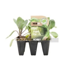 COL REPOLLO PACK 12 PLANTONES