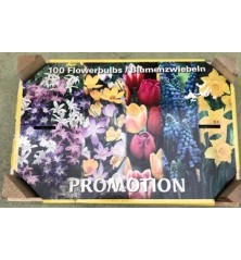 CAJA 100 BULBOS OTOÑO VARIADOS