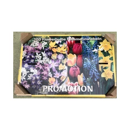 CAJA 100 BULBOS OTOÑO VARIADOS