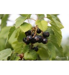 GROSELLA NEGRA C 2LT Y ALTURA 30/40CM