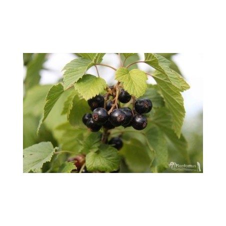 GROSELLA NEGRA C 2LT Y ALTURA 30/40CM