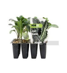 COL KALE PACK 12 PLANTONES