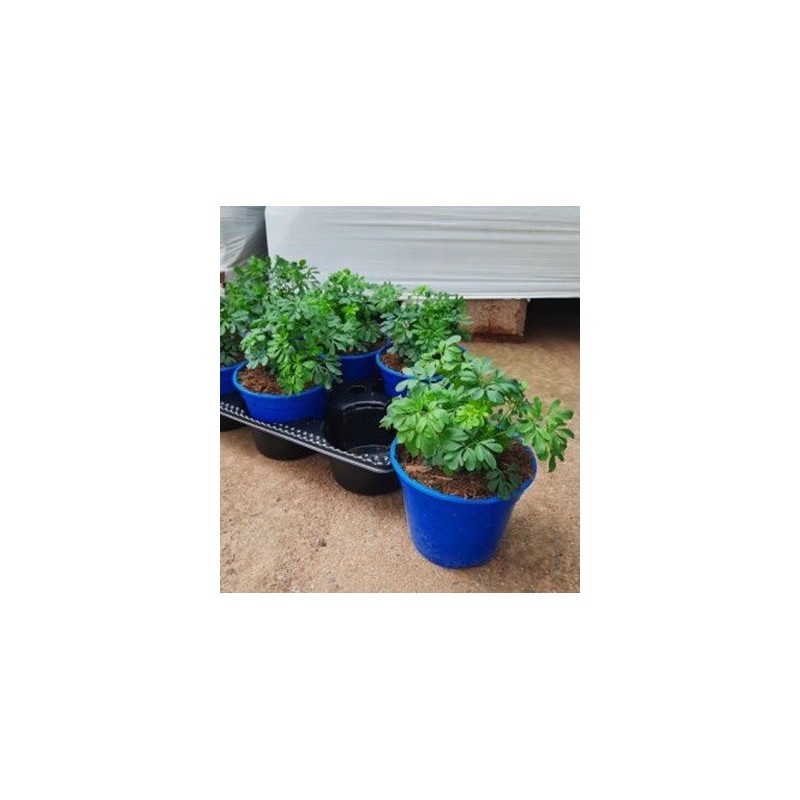 RUDA PRODUCTO NATURAL MACETA 14CM