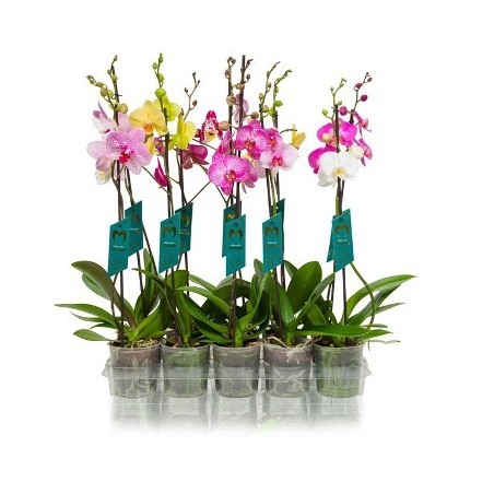 ORQUIDEA MIX 1 VARA MACETA 12CM