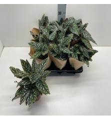 BEGONIA MACULATA ALTO 15/20CM Y MACETA 12CM