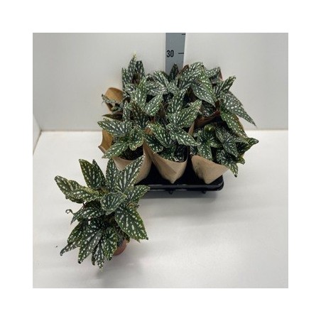 BEGONIA MACULATA ALTO 15/20CM Y MACETA 12CM
