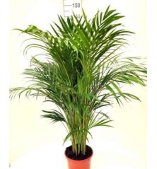 ARECA 120CM ALTURA MACETA 22CM
