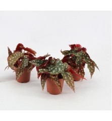 BEGONIA MACULATA MINI MACETA 6CM
