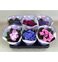 VIOLETA AFRICANA MIX MACETA 12CM