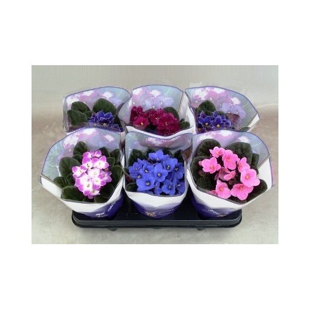 VIOLETA AFRICANA MIX MACETA 12CM