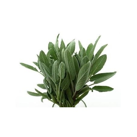 SALVIA MACETA 10,5CM