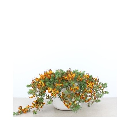 LOTUS COLGANTE MACETA 1,6 L