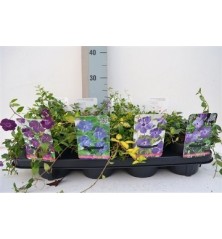 VINCA MINOR MIX MACETA 13CM