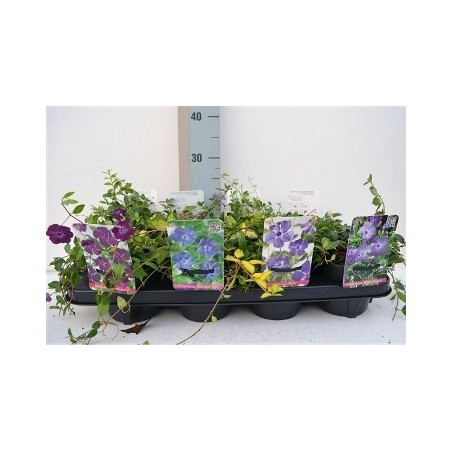 VINCA MINOR MIX MACETA 13CM