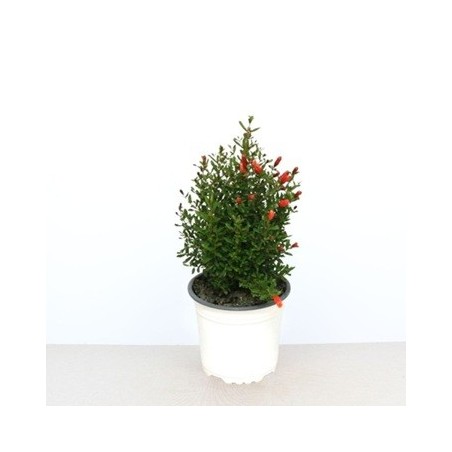 GRANADO ENANO DECORATIVO MACETA 15CM