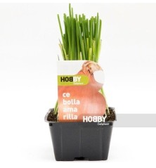 CEBOLLA AMARILLA PACK PLANTONES