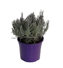 LAVANDA ECOLOGICA MACETA 11CM