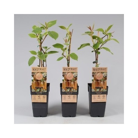 KIWI HAYWARD HEMBRA M2L