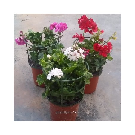 GITANILLA MACETA 13CM
