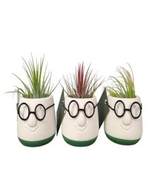 TILLANDSIA EN MACETA DECORATIVA