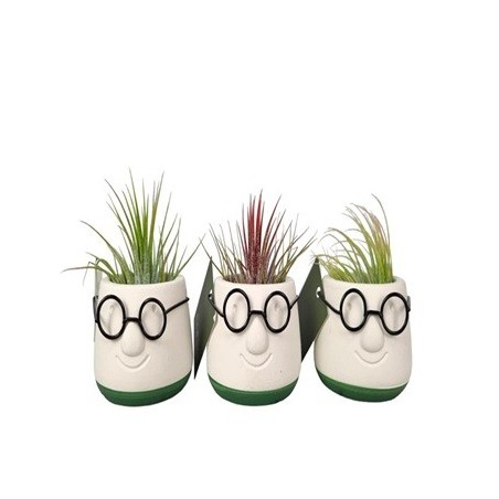 TILLANDSIA EN MACETA DECORATIVA