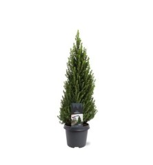 PICEA GLAUCA CONICA MACETA 23CM ALTO 60CM