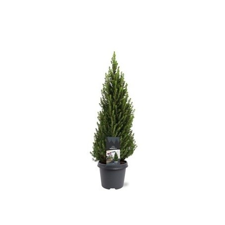 PICEA GLAUCA CONICA MACETA 23CM ALTO 60CM