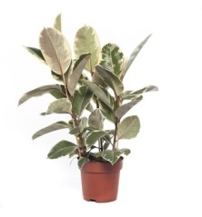 FICUS TINEKE 3PLANTAS ALTO 0.90CM Y MACETA 20CM