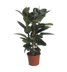 FICUS ROBUSTA ADBIJAN ALTURA 90CM 3CAÑAS M20
