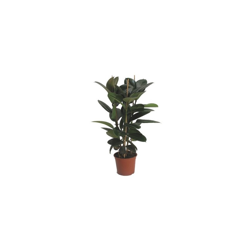 FICUS ROBUSTA ADBIJAN ALTURA 90CM 3CAÑAS M20