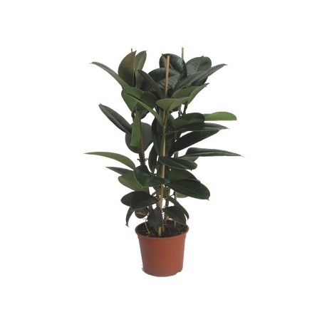 FICUS ROBUSTA ADBIJAN ALTURA 90CM 3CAÑAS M20
