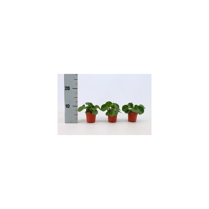 PILEA PEPEROMOIDES MINI ALTO 7CM Y MACETA 6CM