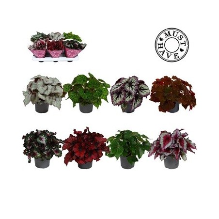 BEGONIA REX MIX ALTO 20CM Y MACETA 13CM