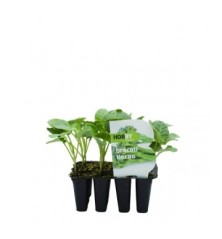 BROCOLI TIERNO PACK 12 PLANTONES