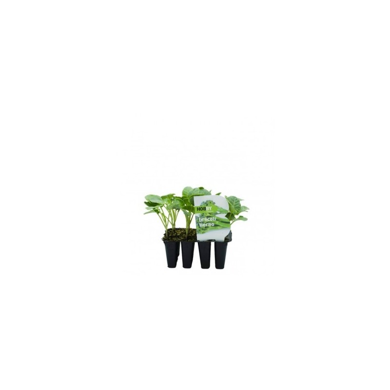 BROCOLI TIERNO PACK 12 PLANTONES