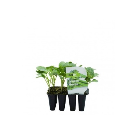 BROCOLI TIERNO PACK 12 PLANTONES