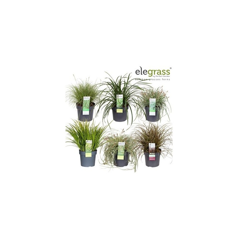 GRAMINEAS MIX ALTO 25-30 Y MACETA 17CM