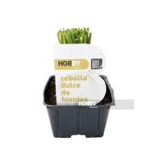 CEBOLLA DULCE DE FUENTES PACK PLANTONES