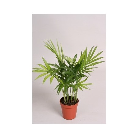 CHAMAEDOREA ELEGANS 45CM ALTO Y MACETA 12CM