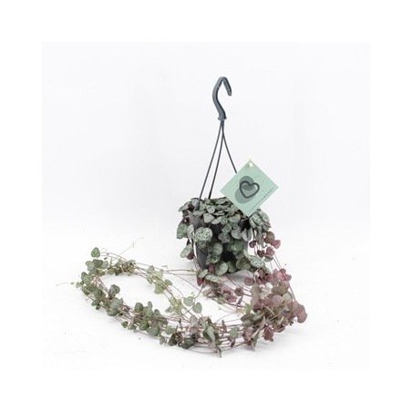 CEROPEGIA WOODII COLGANTE MACETA 12CM
