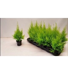 CIPRES AMARILLO WILMA  ALTO 25CM MACETA 10,5CM