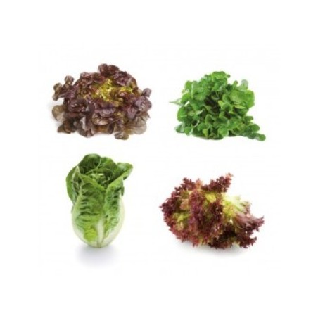 LECHUGA MIX PACK 12 PLANTONES