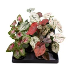 CALADIUM MEZCLA MACETA 6CM Y ALTURA 10CM