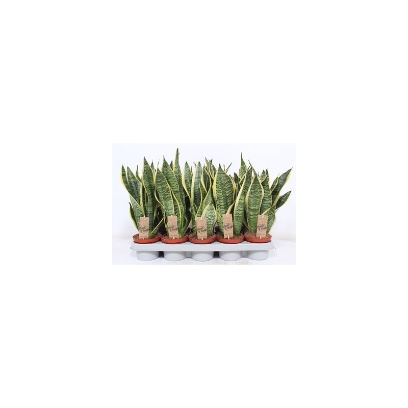 SANSEVIERIA FUTURA SUPERBA MACETA 12CM Y 30CM ALTO
