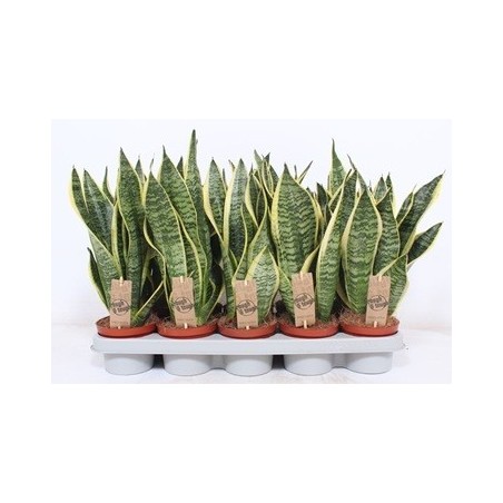 SANSEVIERIA FUTURA SUPERBA MACETA 12CM Y 30CM ALTO